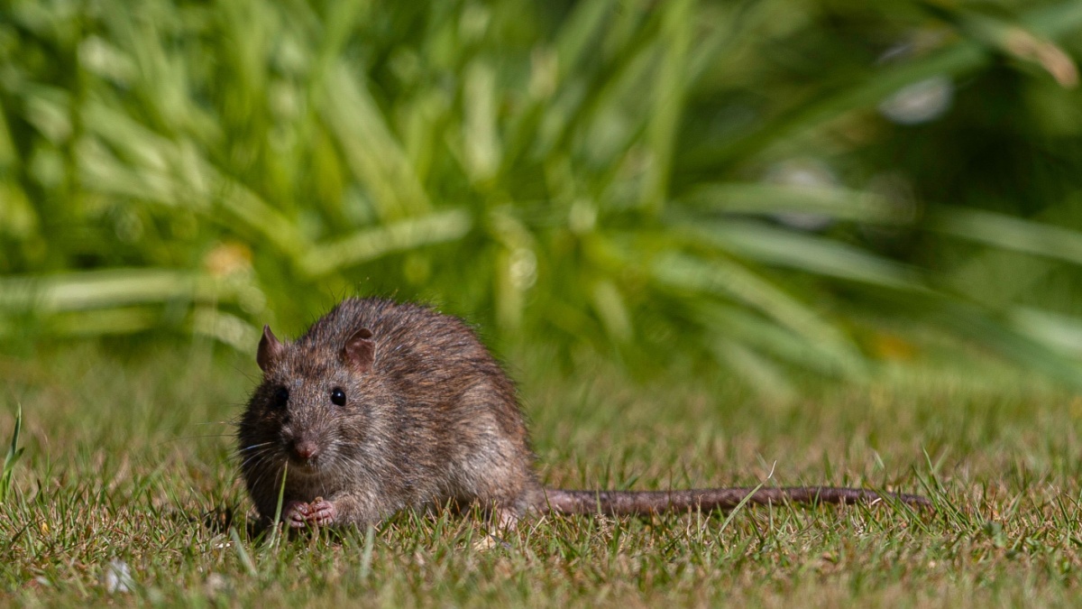 Hoe deze invasieve plant ratten en muizen aantrekt, een echte plaag voor onze tuinen