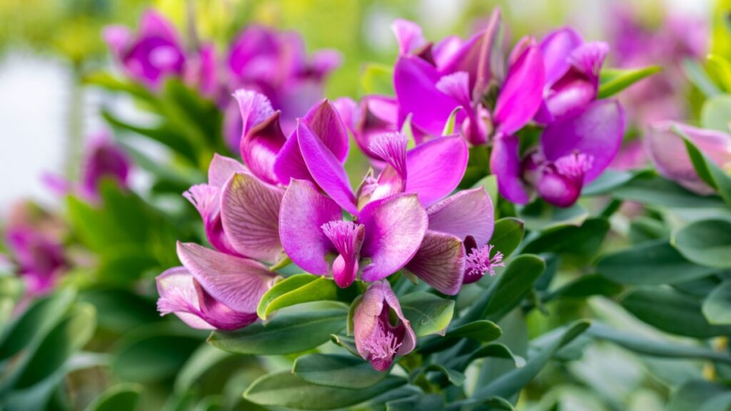 Deze verbazende struik, die 10 maanden per jaar bloeit, zal je betoveren met zijn vlinderachtige bloemen