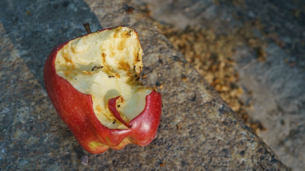 Het is absoluut een fout om je appelcore of bananenschil in de natuur te gooien, dit is waarom